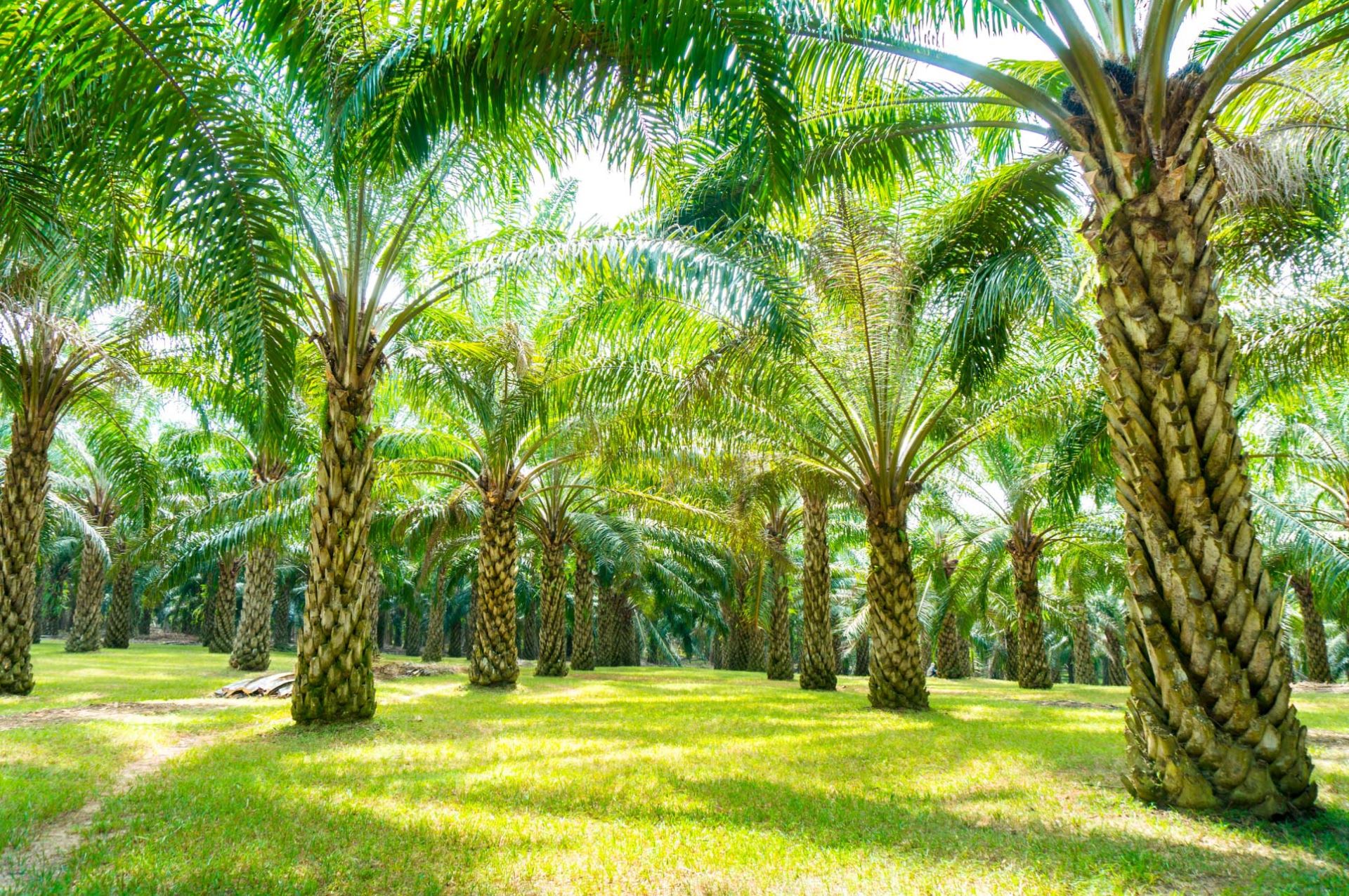 Plantation