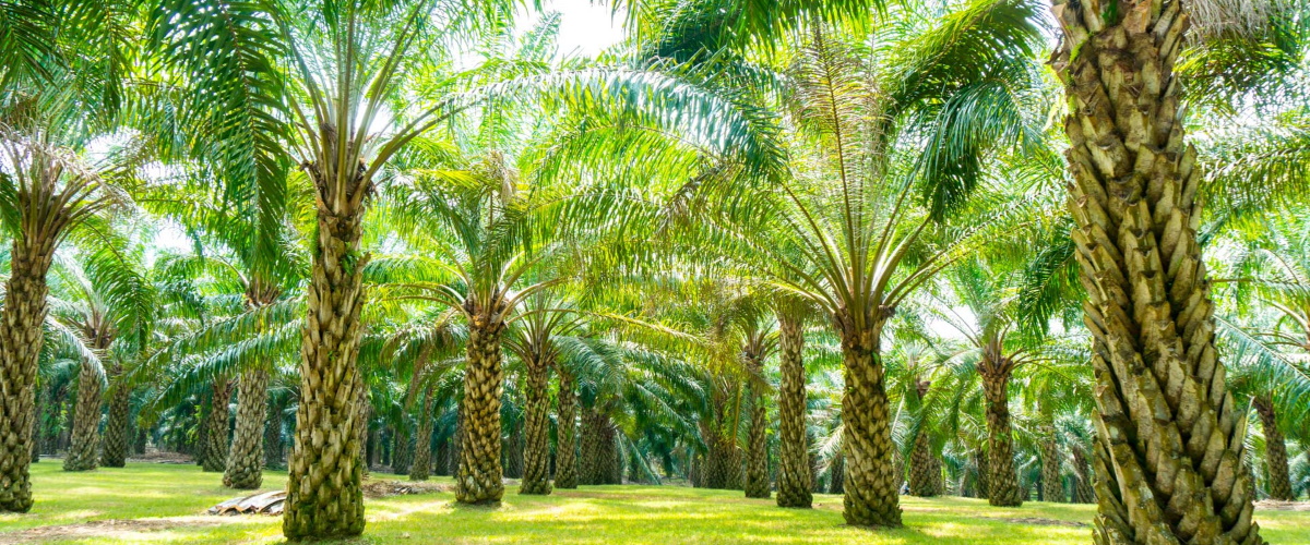 Plantation
